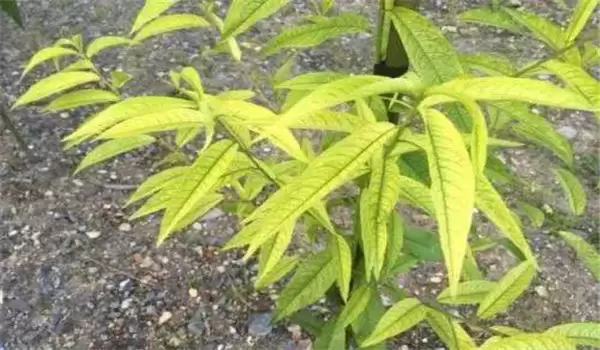 桃树根结线虫如何治疗,用什么药效果好一些? 桃树根结线虫如何治疗,用什么药效果好一些?