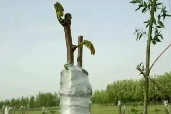 新手怎么做苗木生意,需要注意一定的季节性 新手怎么做苗木生意,需要注意一定的季节性