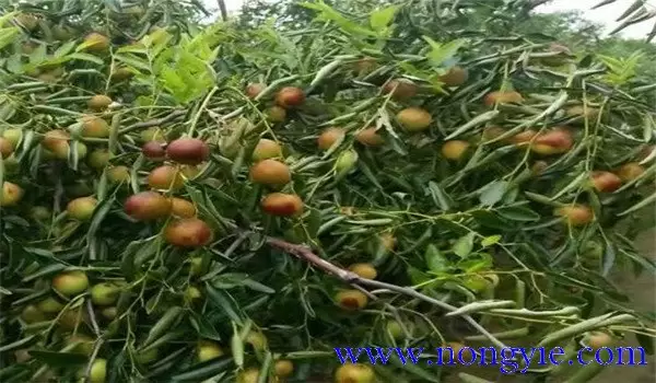 枣锈病的发病规律及病原是什么？