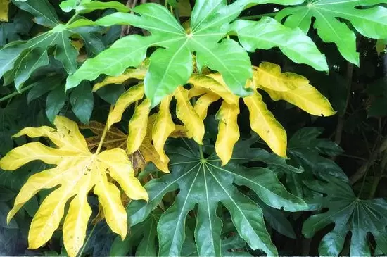 植物叶片发黄是缺什么 植物叶片发黄是缺什么