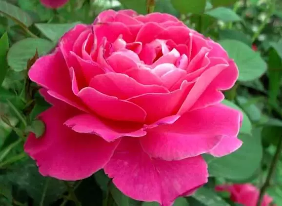 月季花的养殖方法 月季花的养殖方法