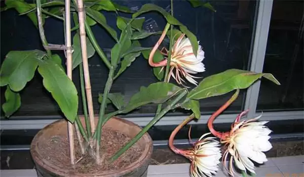 昙花的养殖方法与花期调控技术 昙花的养殖方法与花期调控技术