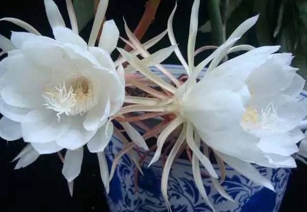 昙花-有关昙花的资料 昙花-有关昙花的资料