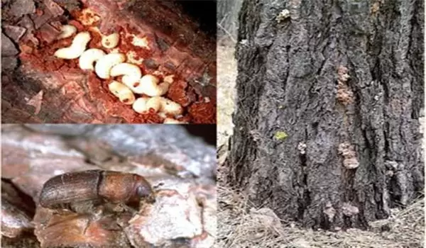 怎样防治桃小蠹虫,略谈小蠹虫发生及防治方法 怎样防治桃小蠹虫,略谈小蠹虫发生及防治方法