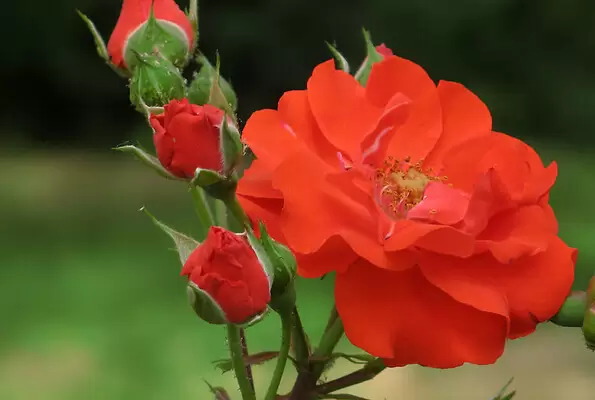月季花的种类及图片 月季花的种类及图片