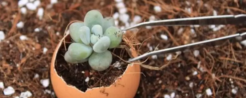 栽花花盆底下需要垫什么 栽花花盆底下需要垫什么