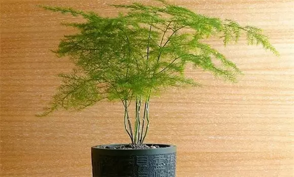 文竹的繁殖方法和注意事项 文竹的繁殖方法和注意事项