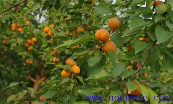杏裂果是什么原因 杏裂果是什么原因
