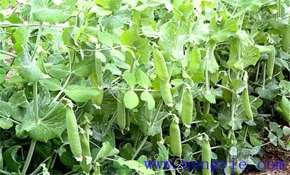 棚室豌豆(荷兰豆)的栽培技术要点 棚室豌豆(荷兰豆)的栽培技术要点