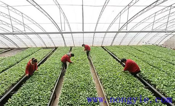 樱桃番茄种植技术要点与主要步骤 樱桃番茄种植技术要点与主要步骤