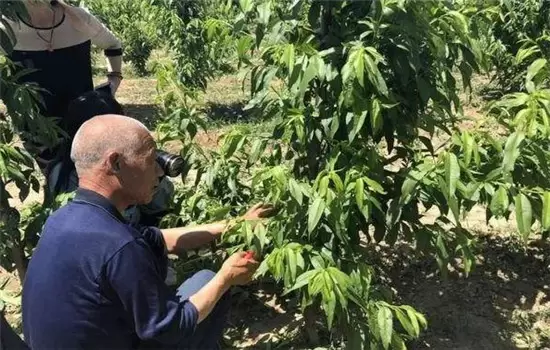 桃树整形修剪的一般要求与原则 桃树整形修剪的一般要求与原则