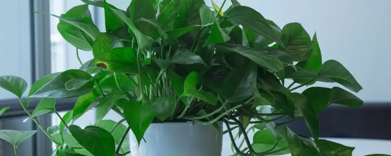 怎样养护绿萝植物，剪枝是绿萝植物养护的重要环节