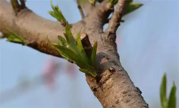 桃树夏季修剪方法有哪些 桃树夏季修剪方法有哪些