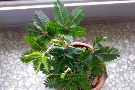 植株矮小漂亮的花有哪些 植株矮小漂亮的花有哪些