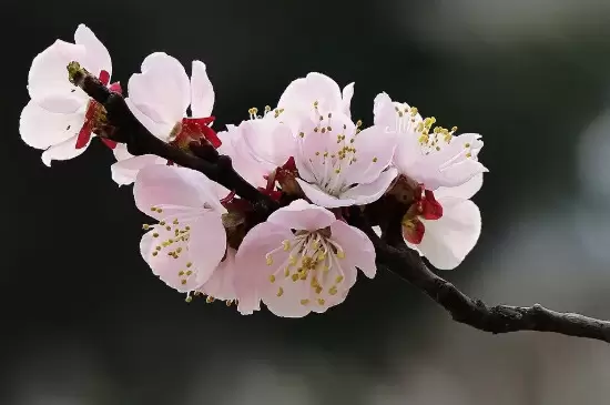 樱花桃花杏花梨花的区别 樱花桃花杏花梨花的区别