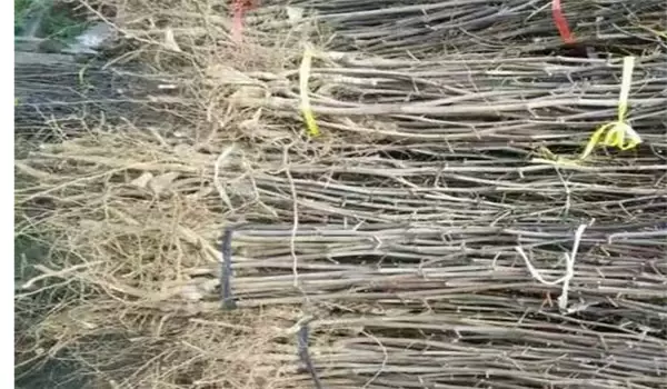 枣树的种植方法和技术要点、步骤 枣树的种植方法和技术要点、步骤