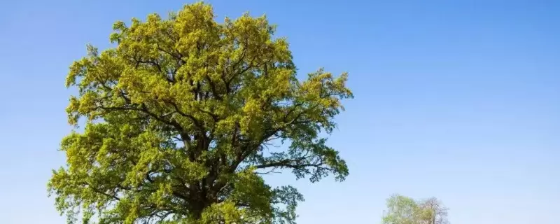 橡树的特点 橡树的特点