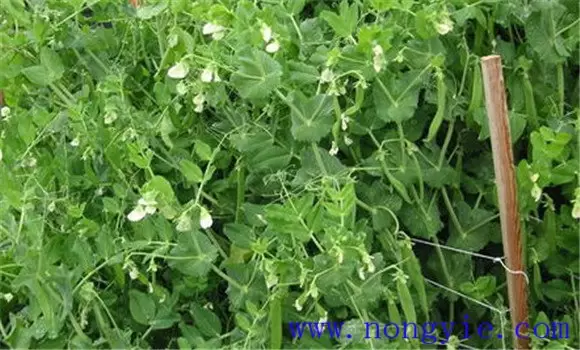 棚室豌豆(荷兰豆)的栽培技术要点 棚室豌豆(荷兰豆)的栽培技术要点