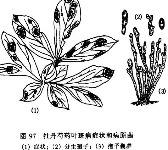 怎样防治牡丹、芍药红斑病 怎样防治牡丹、芍药红斑病