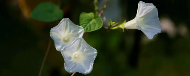 月光花的特点 月光花的特点