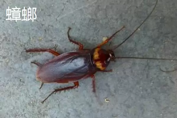 昆虫养殖有哪些