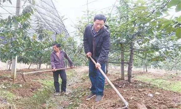 樱桃树施肥时间 樱桃树施肥时间