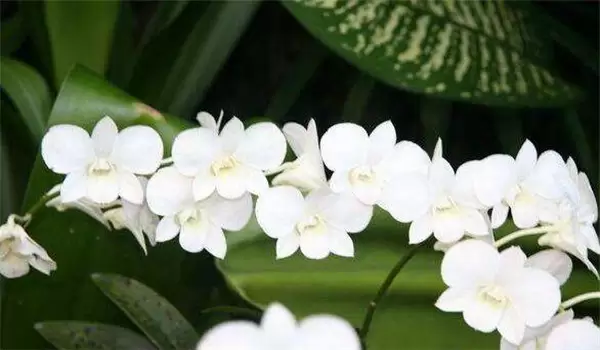 怎样培育白兰花，白兰花的养殖方法和注意事项