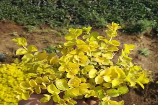 植物叶片发黄是缺什么 植物叶片发黄是缺什么