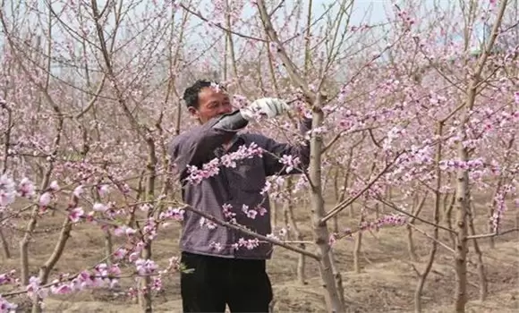 桃树的树形有哪些 桃树的树形有哪些