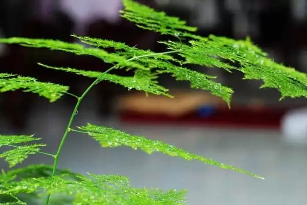 文竹的养殖方法 文竹的养殖方法