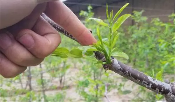 枣尺蠖危害症状,枣尺蠖用什么农药防治效果好 枣尺蠖危害症状,枣尺蠖用什么农药防治效果好