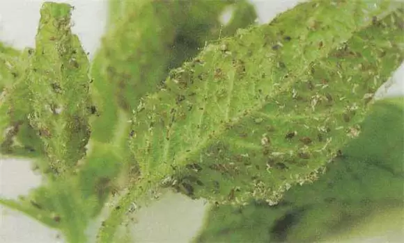 桃树蚜虫的防治方法