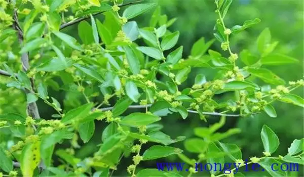 枣树开花时间是几月份,枣花开放有哪些特点 枣树开花时间是几月份,枣花开放有哪些特点