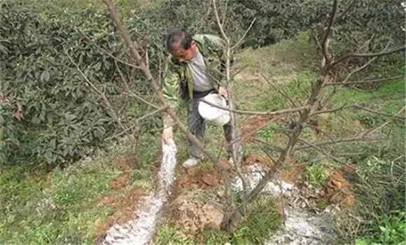 桃树如何栽培 桃树如何栽培
