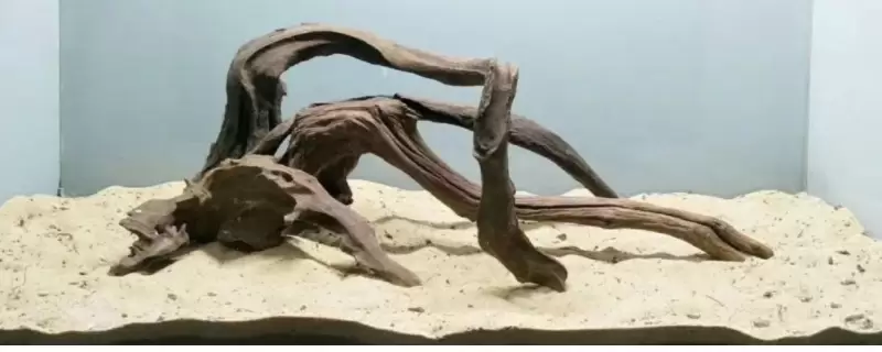 普通树根可以做沉木吗 普通树根可以做沉木吗