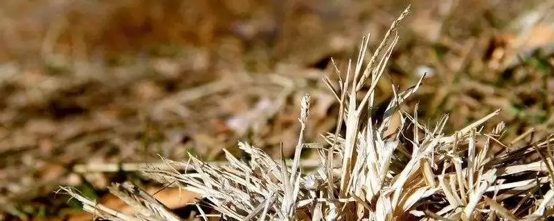 植物是怎么过冬的 植物是怎么过冬的