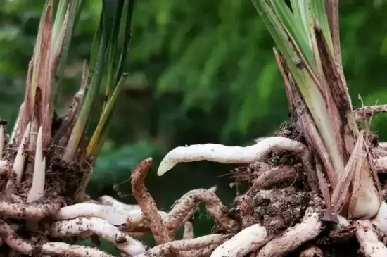 植物生长最快的部分是 植物生长最快的部分是