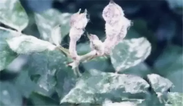 桃树白粉病的发生规律与防治方法 桃树白粉病的发生规律与防治方法