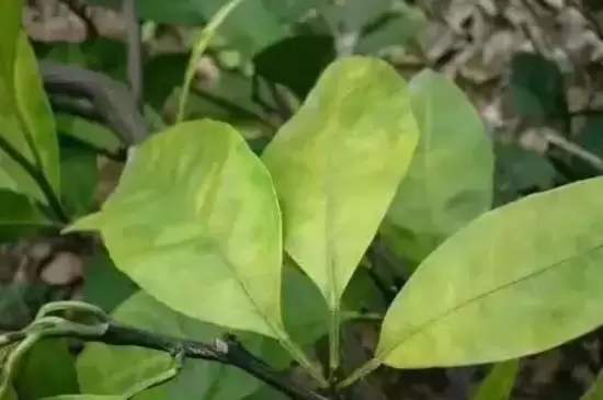 植物叶子发黄是什么原因 植物叶子发黄是什么原因
