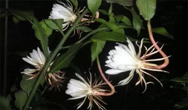 昙花的养殖方法与花期调控技术 昙花的养殖方法与花期调控技术