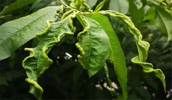 桃缩叶病防治方法,告诉你桃树缩叶病用什么农药