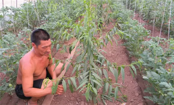 桃树苗适合几月份种植 桃树苗适合几月份种植