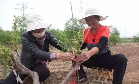 桃树高接换头在什么时候 桃树高接换头在什么时候