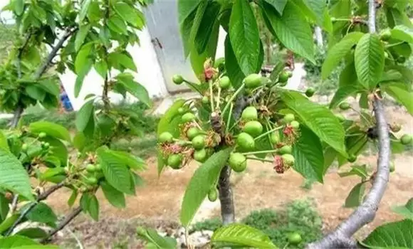 樱桃病虫害有哪些 樱桃病虫害有哪些