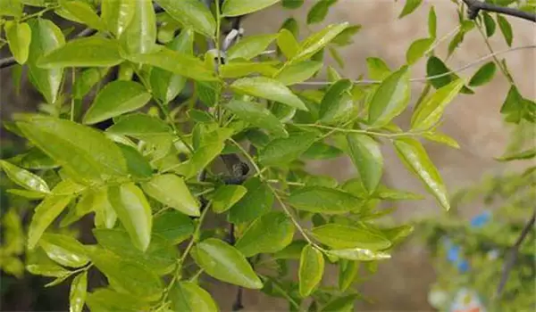 枣树嫁接时间和方法,略谈枣树的五种嫁接方法 枣树嫁接时间和方法,略谈枣树的五种嫁接方法