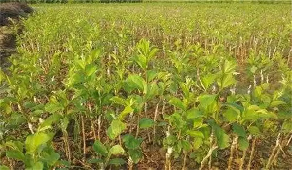 枣树嫁接时间和方法,略谈枣树的五种嫁接方法 枣树嫁接时间和方法,略谈枣树的五种嫁接方法