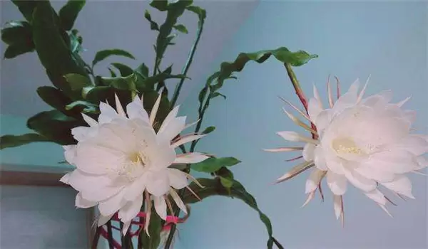 昙花的养殖方法与花期调控技术 昙花的养殖方法与花期调控技术