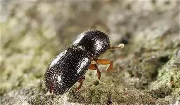 怎样防治桃小蠹虫,略谈小蠹虫发生及防治方法 怎样防治桃小蠹虫,略谈小蠹虫发生及防治方法