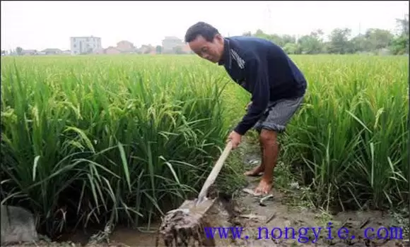 早稻中后期的水浆管理、肥料管理与病虫害防治 早稻中后期的水浆管理、肥料管理与病虫害防治