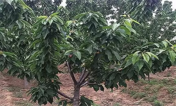 樱桃树施肥时间 樱桃树施肥时间